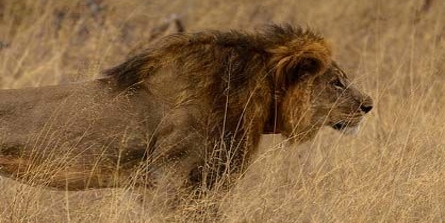 Cecil not the first lion to be lured to his death | Southern & East ...