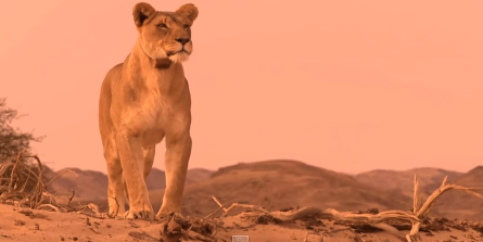 New Documentary Highlights Plight Of Namibia’s Desert Lions | Southern ...