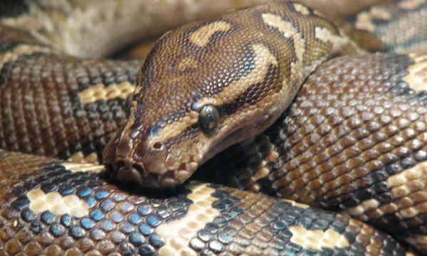 Zim-Zam: Another snake pit opens in Vic Falls | Southern & East African ...