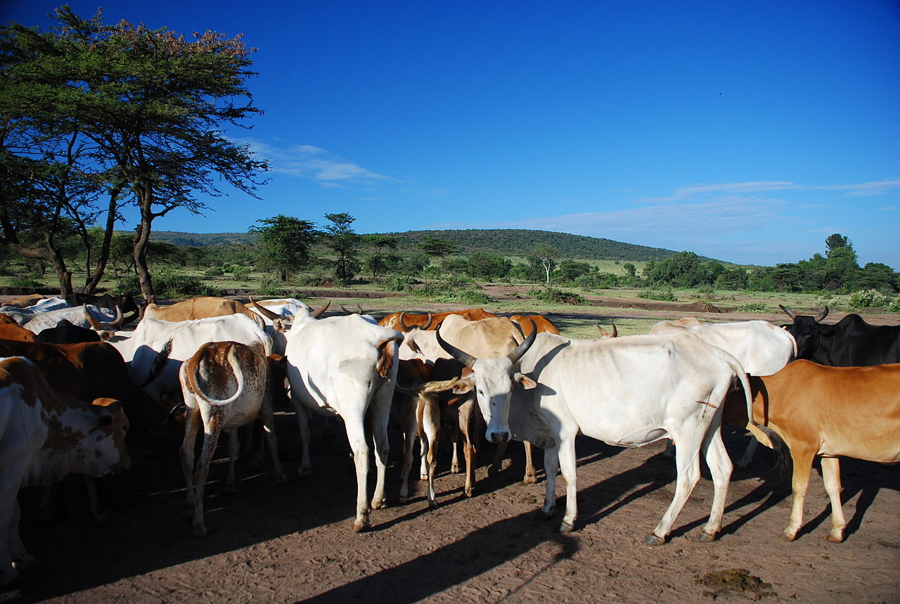 Kenya raises red flag over Mara degradation | Southern & East African ...