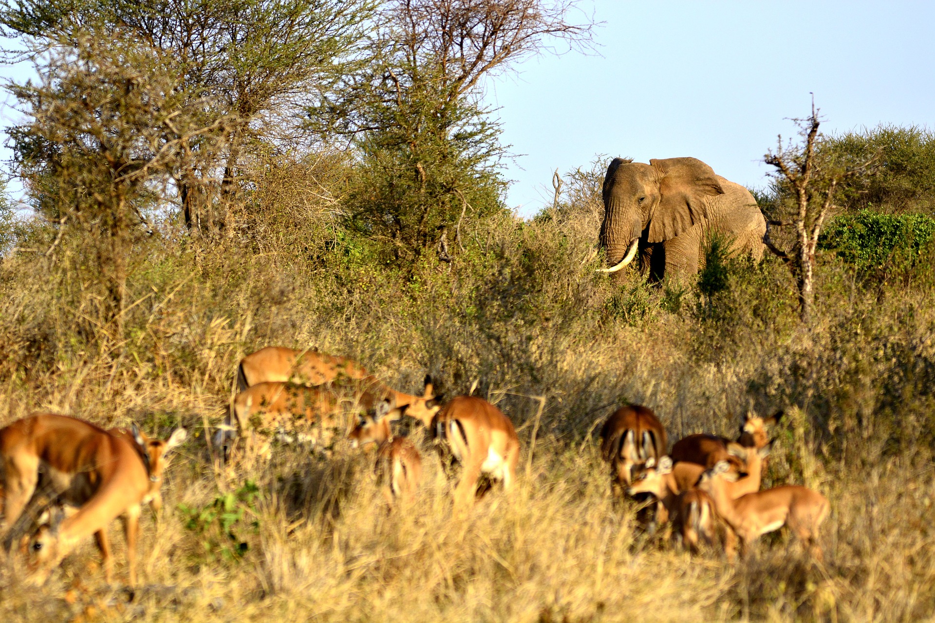 tanzania-to-upgrade-five-reserves-to-national-parks-southern-east