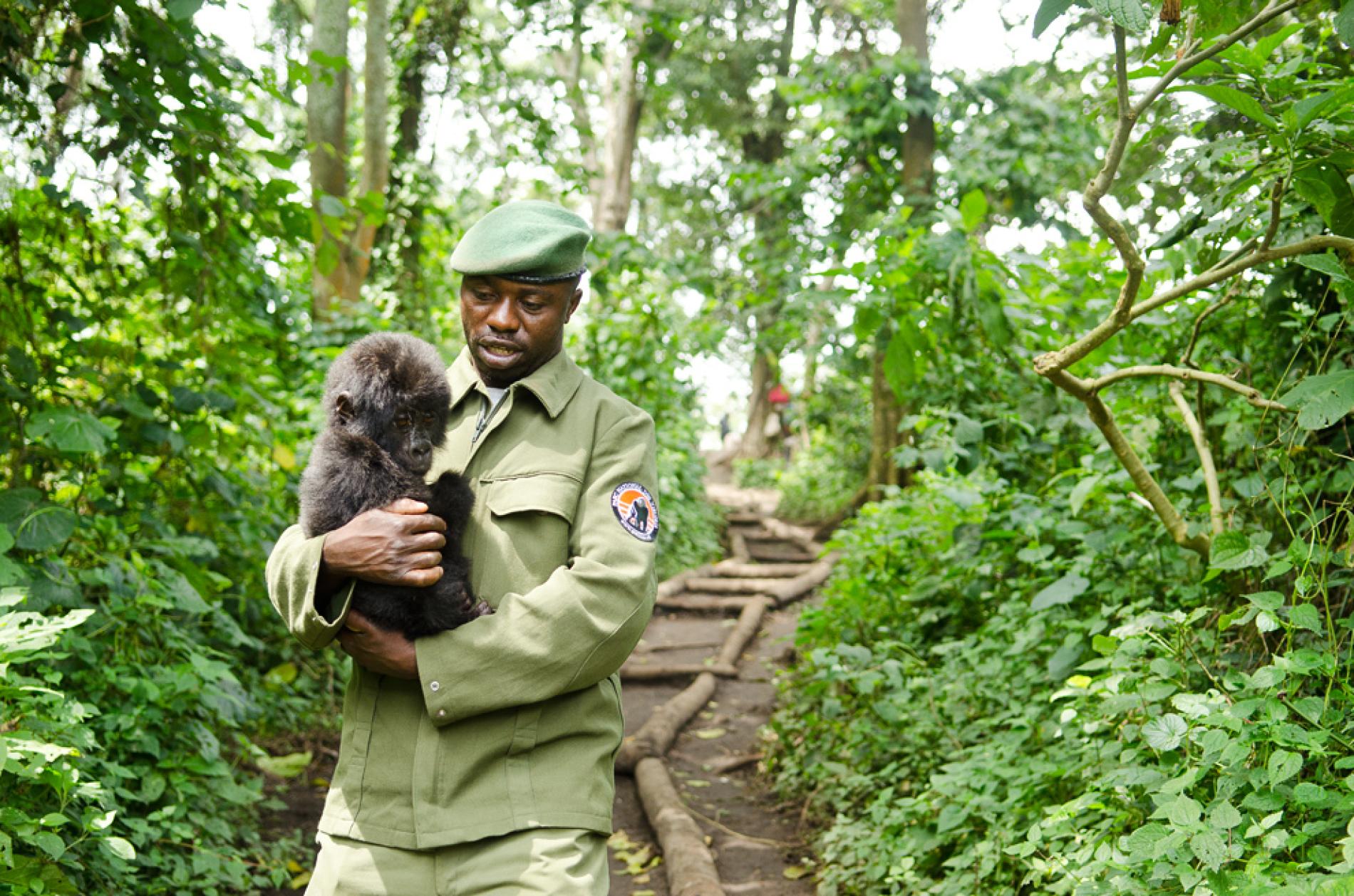 Virunga National Park in DRC closes temporarily | Southern & East ...