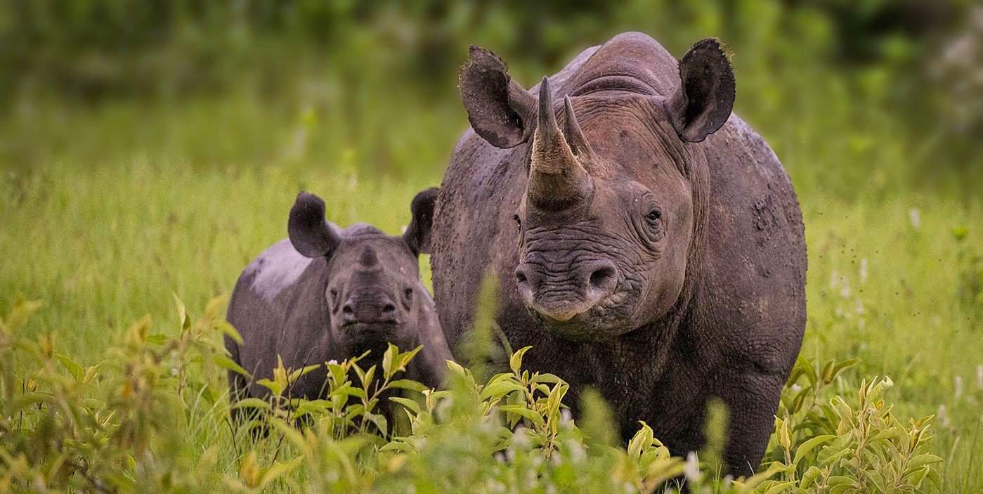 Rhino tourism launches in Tanzania | Southern & East African Tourism Update