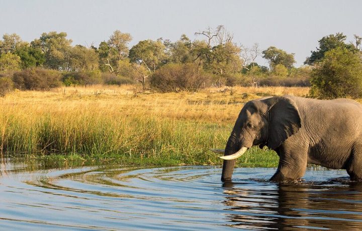 Eight new lodges for Chobe | Southern & East African Tourism Update