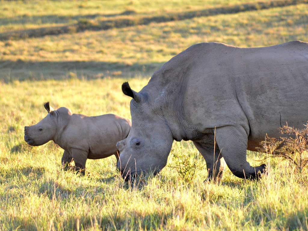 Rhino bond to support SA conservation | Southern & East African Tourism ...