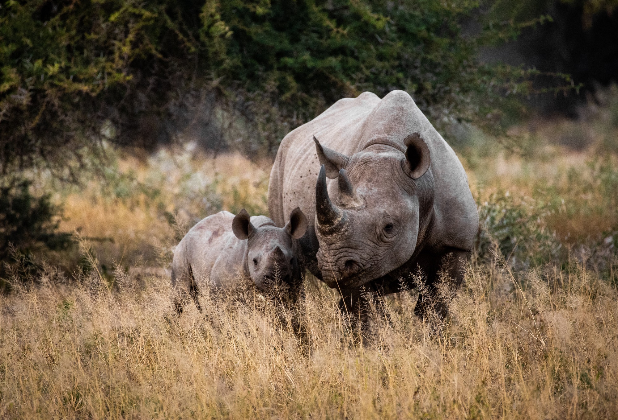 The quest continues to save the rhino | Southern & East African Tourism ...