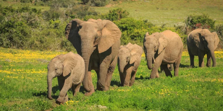 Babanango rebuilds elephant populations | Southern & East African ...