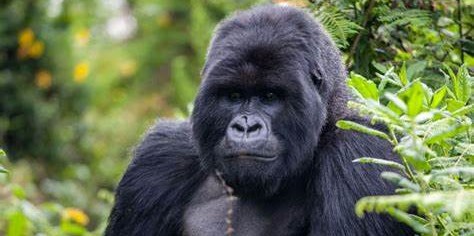 Gorilla trekking fees increased in Uganda | Southern & East African ...