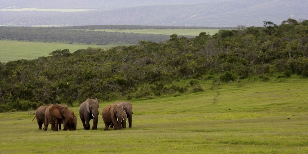 Visitors not impacted by Addo wilfdfire