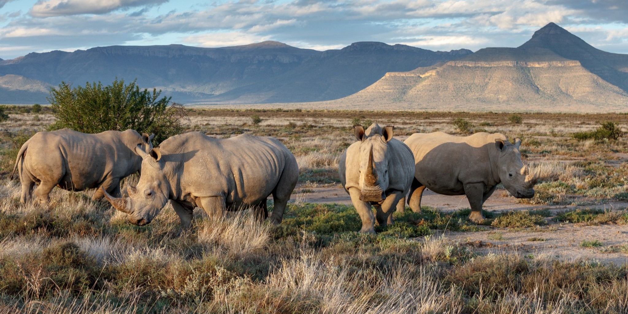 Karoo property joins Global Rewilding Alliance