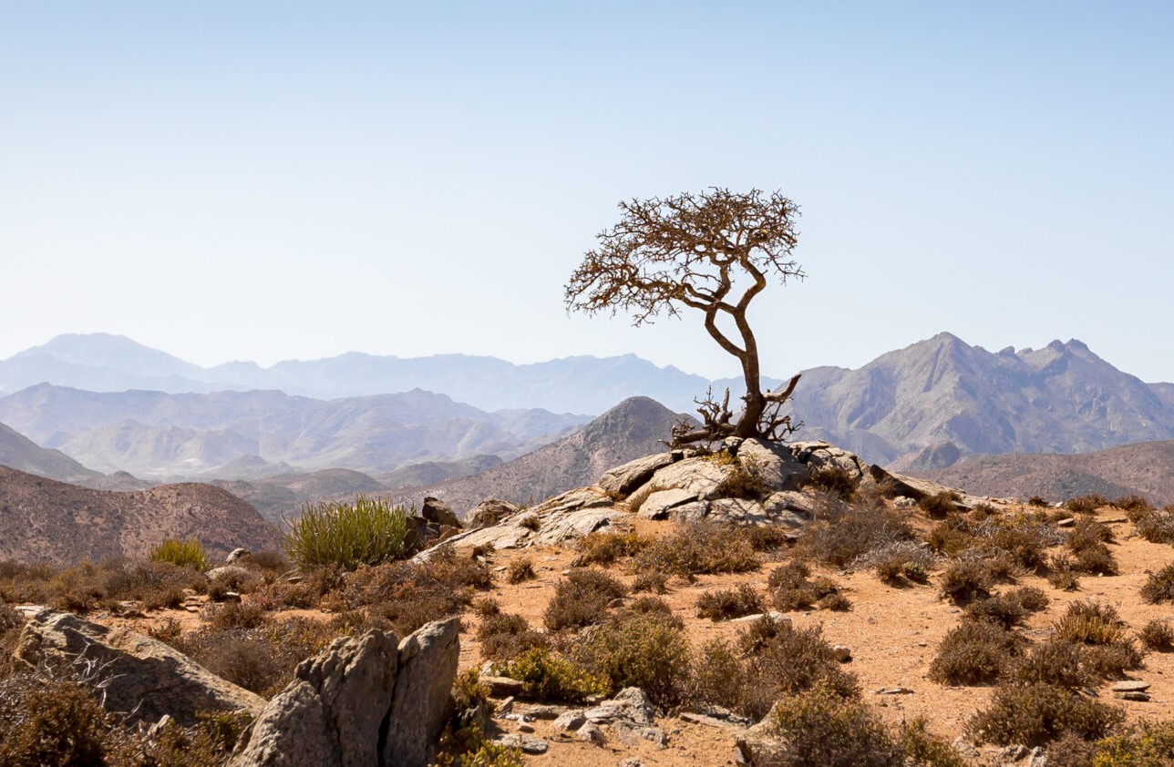 SA s first desert botanical garden opens