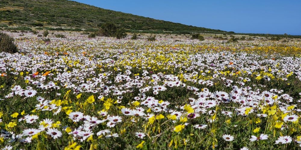 West Coast flower season in full bloom