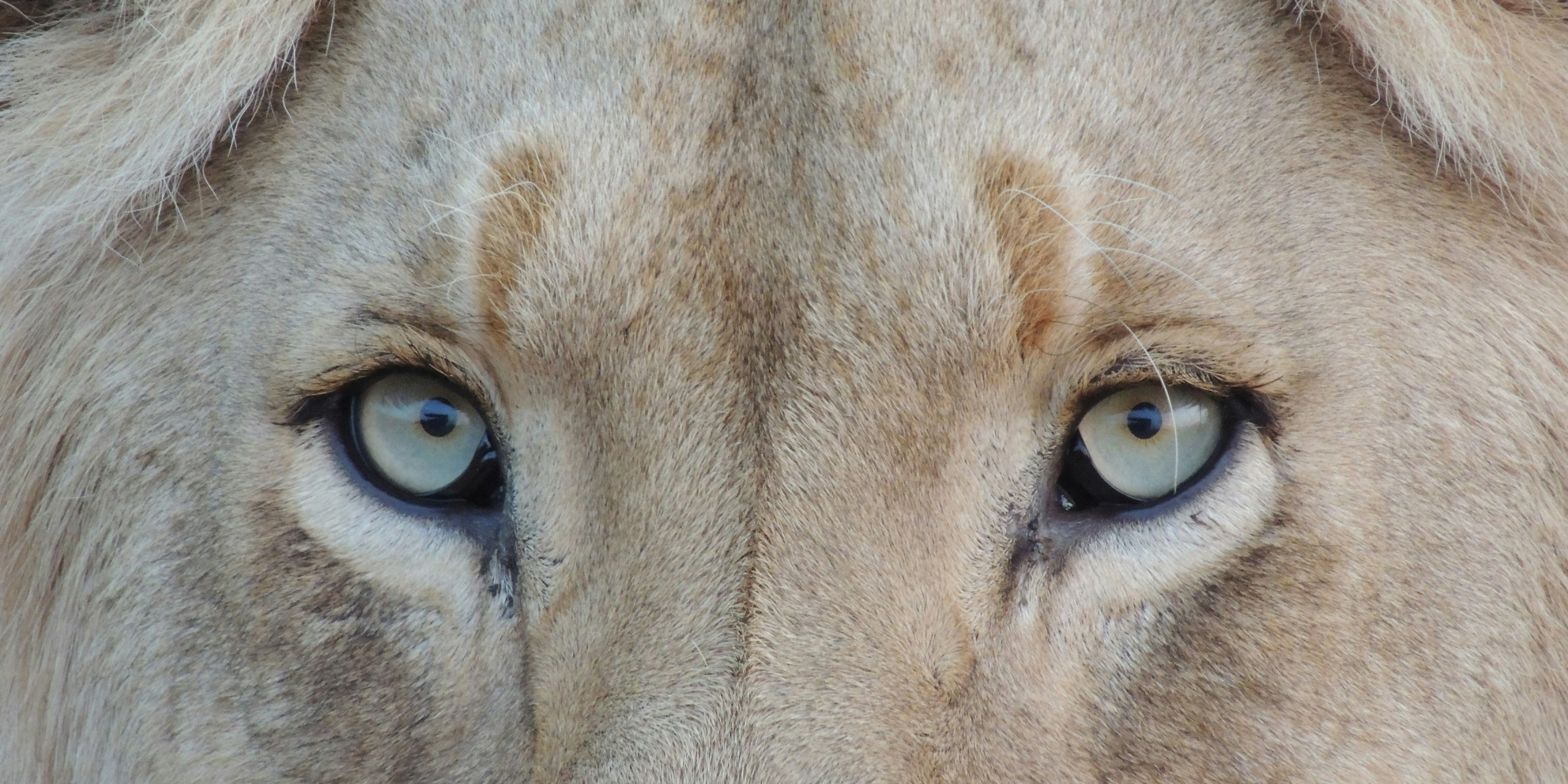 World Lion Day claws out for captive lion industry