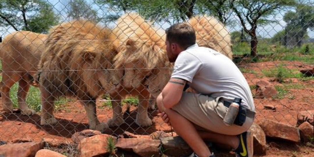 Lion Park trainer and guide, Shandor Larenty, visiting lions that were sold.