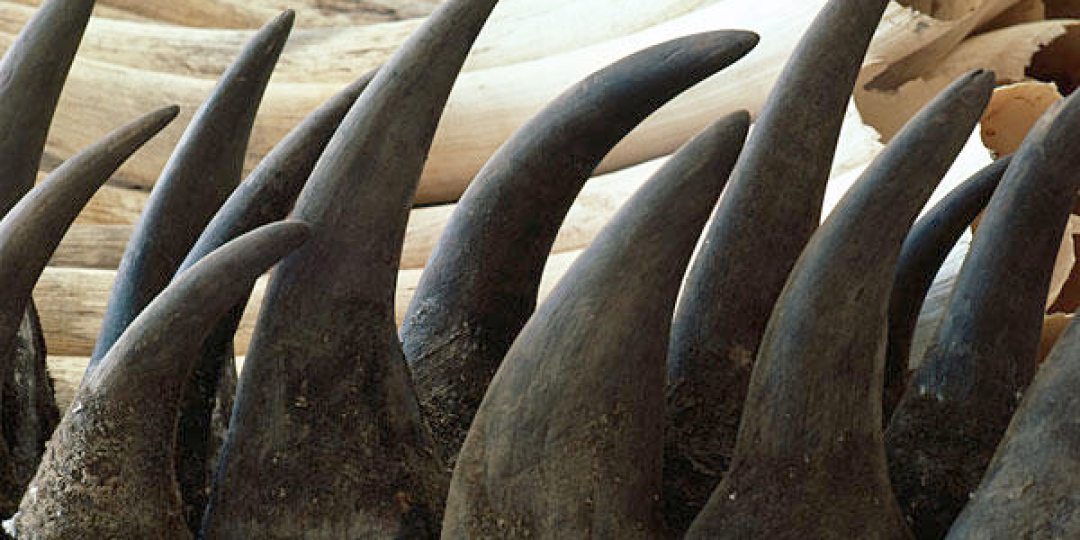 Network for Animals called on SA to burn its rhino horn stockpile during submissions to the committee of inquiry investigating the feasibility of a rhino horn trade.