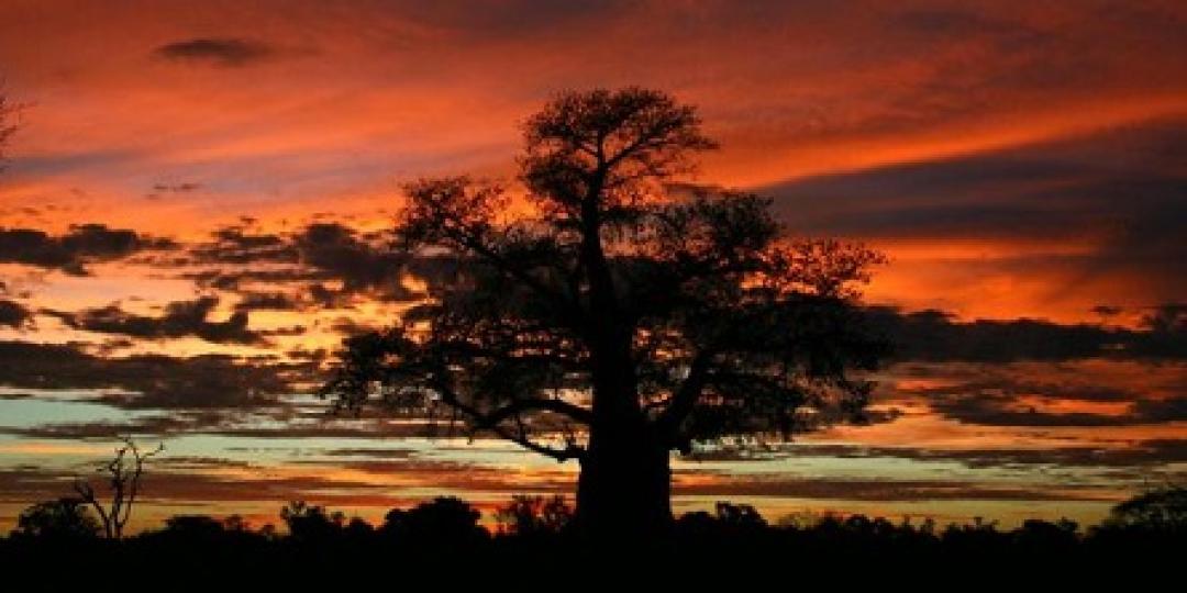 A fiery Botswana sunset and baobab tree. 