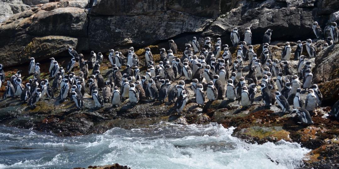 The new Penguin Patrol tour in Port Elizabeth showcases the largest breeding colony of African penguins in the wild.