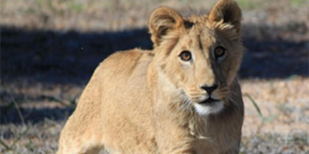 Drakenstein Lion Park is a sanctuary for lions, located near Cape Town