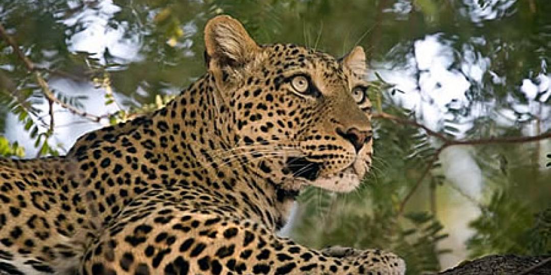 Zambia has lifted the ban on the hunting of leopards for the coming hunting season.