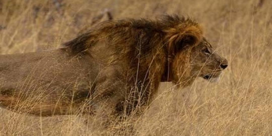 Caption: Theo Bronkhorst and Honest Trymore Ndlovu were charged in Hwange Magistrates Court on Wednesday, July 29, with failing to prevent Walter Palmer from unlawfully killing a collared lion. They were released on $1 000 bail each.