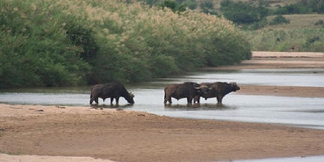 Wildlife in the iSimangaliso Wetland Park and the Hluhluwe-uMfolozi Game Reserve could become threatened if a drought in the area persists.