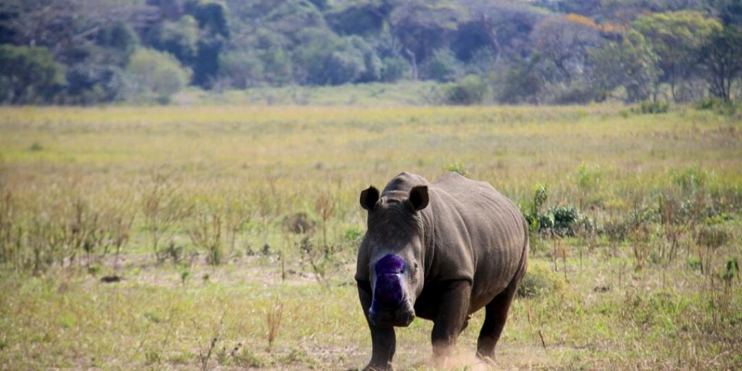 The iSimangaliso Wetland Park Authority and Ezemvelo KZN Wildlife recently implemented a rhino de-horning programme. 