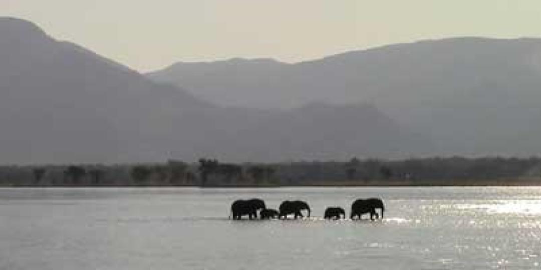 Zambezi Valley Elephant Numbers Drop By 75% 