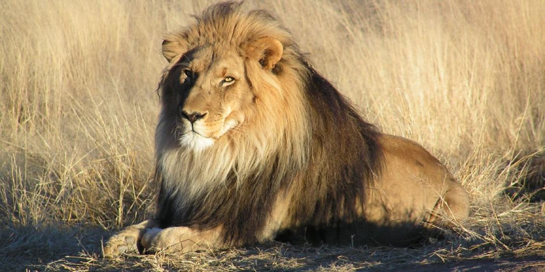 SANParks is carrying out a search for the male lion, known as Sylvester, that escaped from the Karoo National Park earlier this week. 