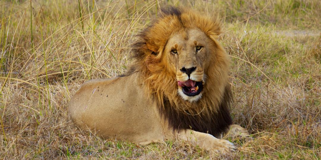 Escaped lion recaptured | Southern & East African Tourism Update