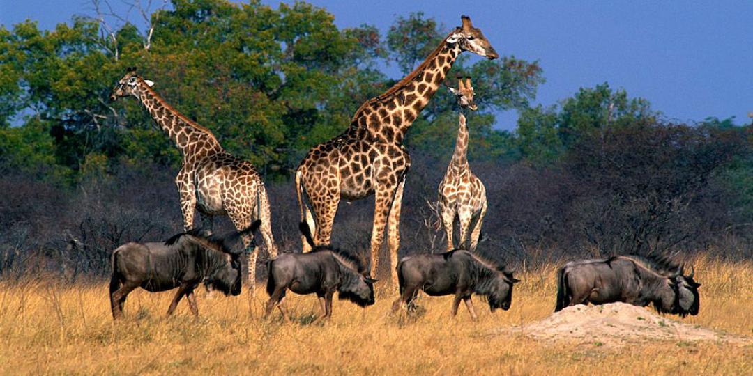 Somalisa Expeditions will open in Hwange National Park, Zimbabwe, in June.