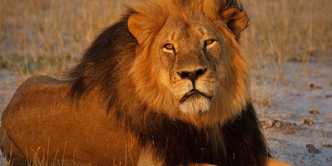 Zambia has issued a quota for lions to be hunted this season and advised that only male lions of six years and older may be hunted.