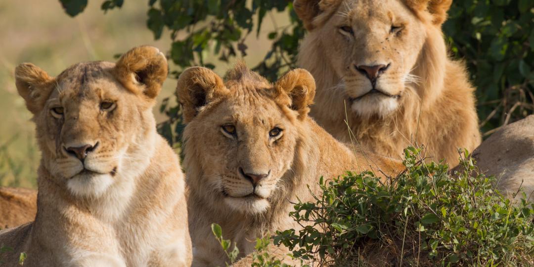 African-based safari and eco-tourism operators have signed a statement showing the support for the aims of feature film, Blood Lions to stop predator breeding and canned hunting.