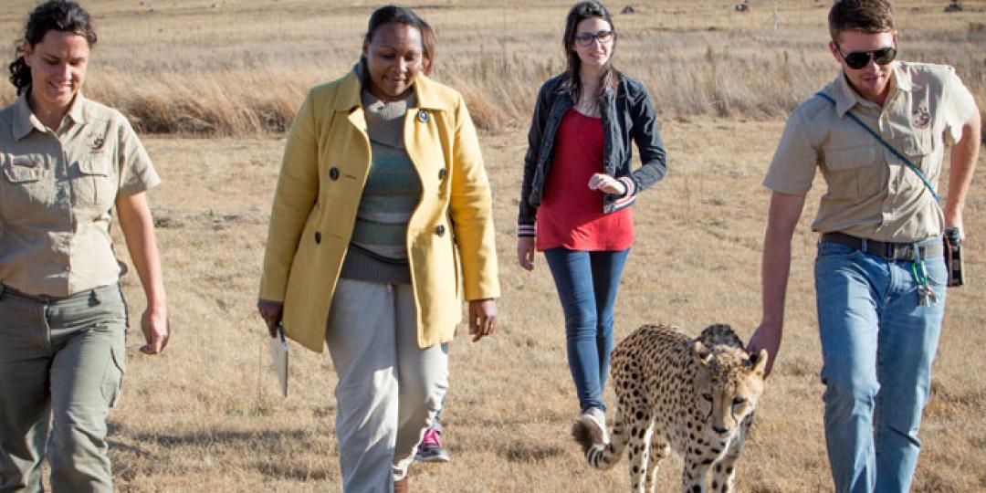 The Lion and Safari Park will discontinue its lion walks, but will offer guests a cheetah walk when it relocates in six weeks’ time.