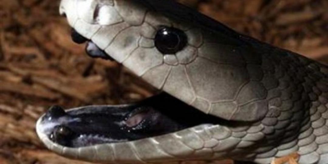 The black mamba is one of the snakes that will be housed at a new snake park in Victoria Falls.