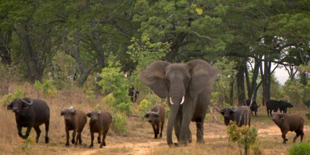 Communities in Botswana are expected to lobby the government to exempt elephants and buffaloes from a hunting ban imposed in 2014.