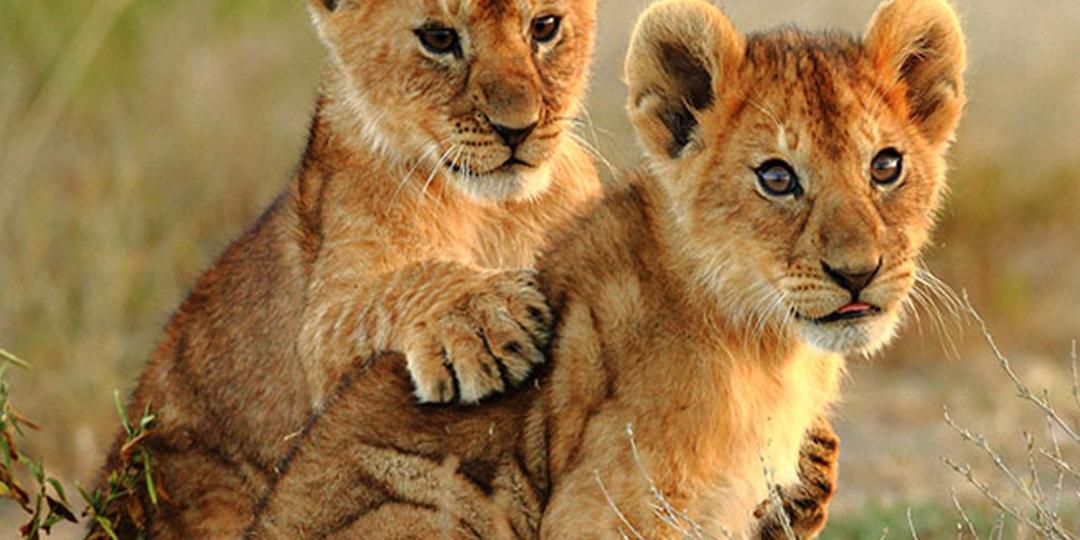 The Lion and Safari Park has reneged on its decision to discontinue lion cub petting.