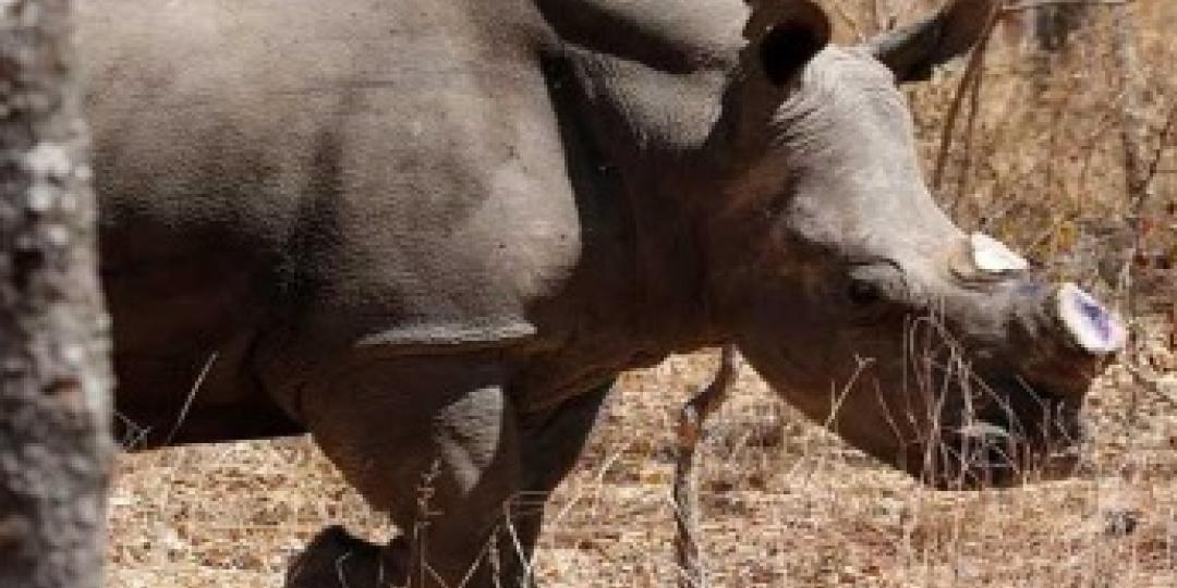 Zimbabwe has begun a project to dehorn its rhinos to fight poaching.