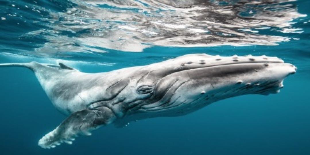 Conservationists and operators have warned that oil and gas drilling off South Africa’s KwaZulu Natal coast could affect the whale migration.