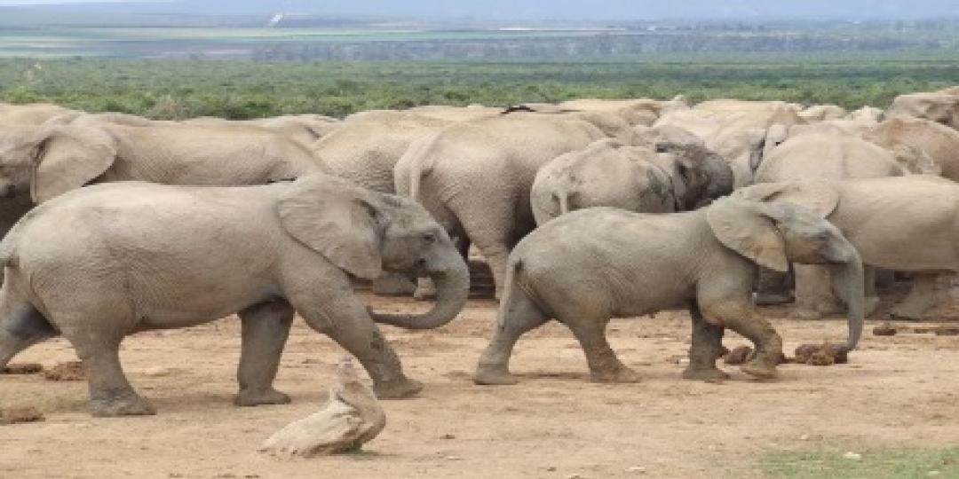 Zimbabwean authorities are moving young elephants from Hwange National Park to Chizarira National Park.