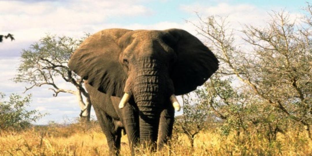 Tourism industry loses millions from poaching | Southern & East African ...