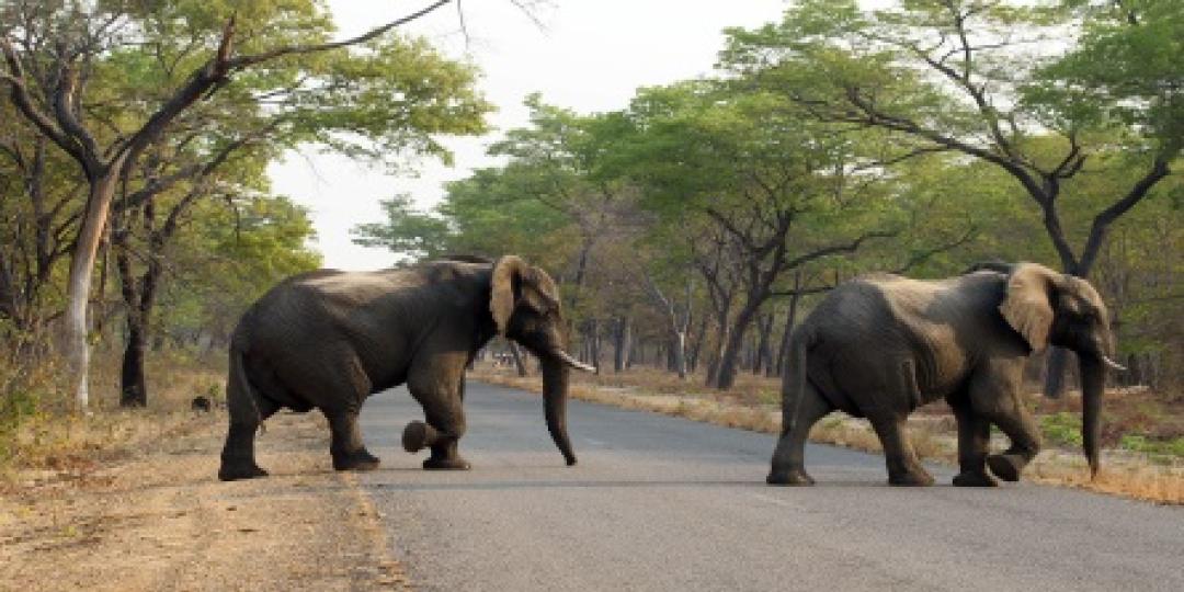 Elephants cross the road in Hwange National Park, Zimbabwe.