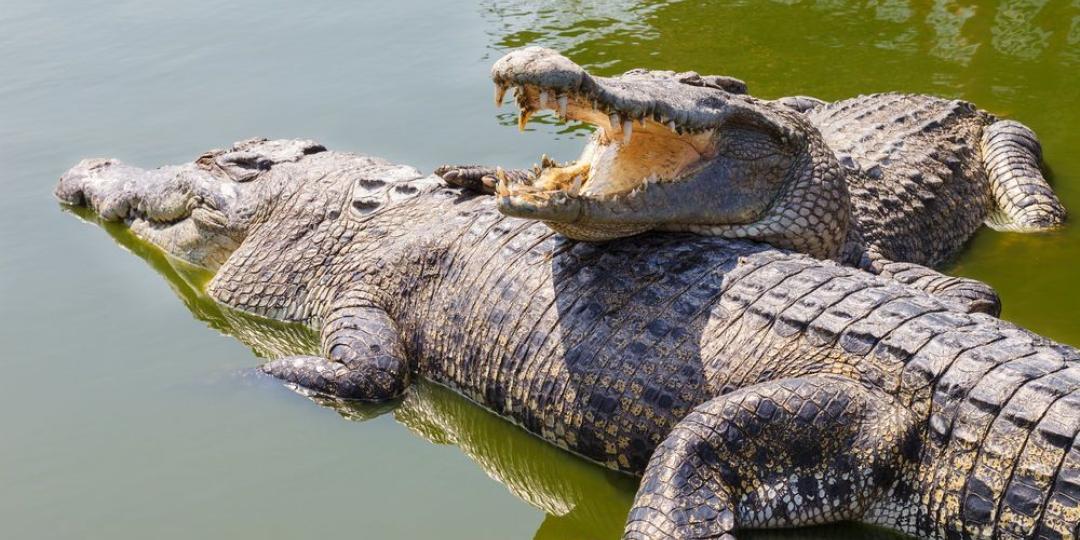 Johan Burger, a guide at Le Bonheur Crocodile Farm, died in an accident at the farm on Saturday morning.