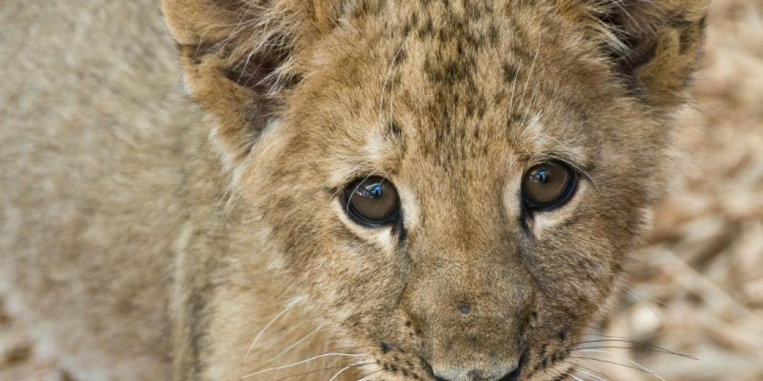 A South African Tourism campaign depicts a family sitting and playing with lion cubs will be removed from OR Tambo International Airport’s international arrivals area.