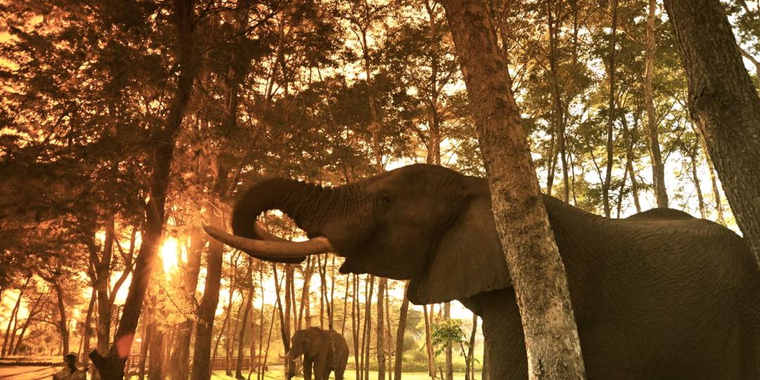 Safari Par Excellence will aim to end elephant rides by December 2017.