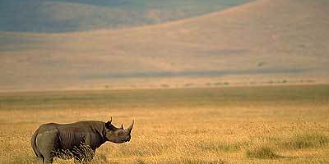 A black rhino in Laikipia, Kenya.