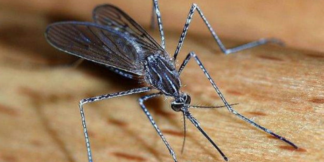 Malaria Warning For Botswana Southern East African Tourism Update   Malaria Warning Botswana 