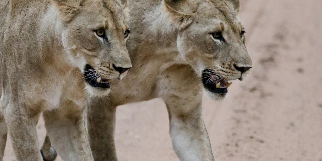 Somkhanda Game Reserve to receive first pride of wild lions.