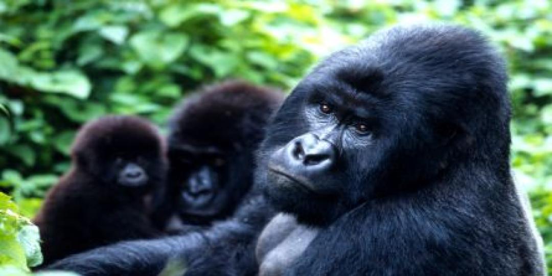 The mountain gorilla population in Uganda has been steadily increasing to about 550 individuals since the 1980s.