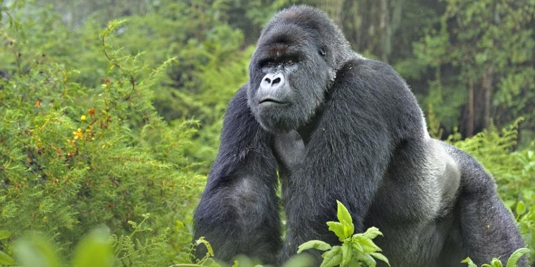 The price of gorilla permits in Rwanda has been doubled in a bid to strengthen conservation efforts.