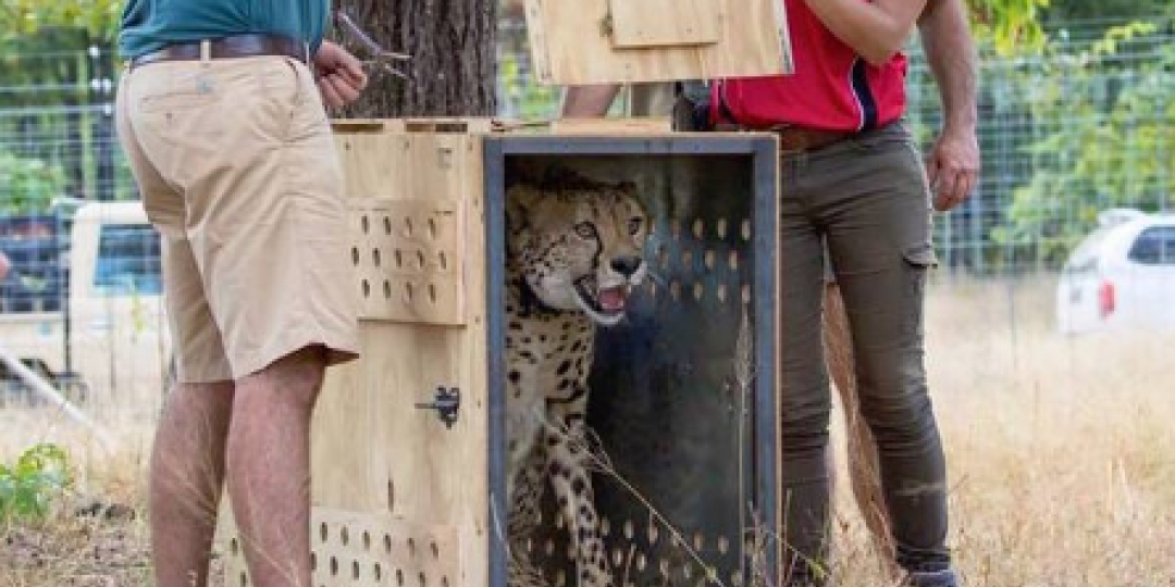 Liwonde National Parks has received four cheetahs, to help restore the threatened species.